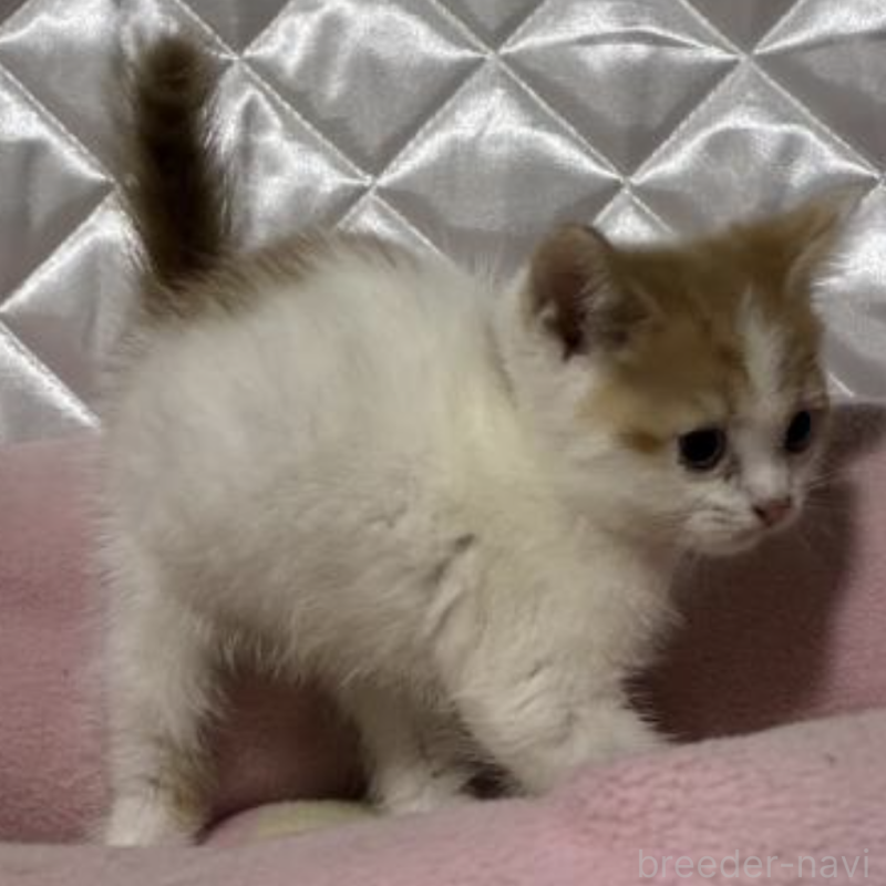 販売中の神奈川県のスコティッシュフォールド-127058の3枚目